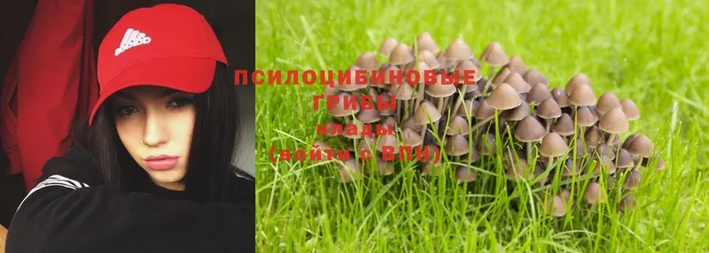 мега как войти  Высоцк  Псилоцибиновые грибы Psilocybe 